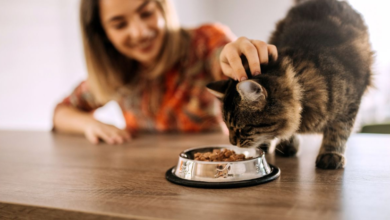 Enhancing Cat Health With Proper Nutrition