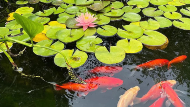 Koi Ponds and Water Gardens: Where Beauty Meets Balance