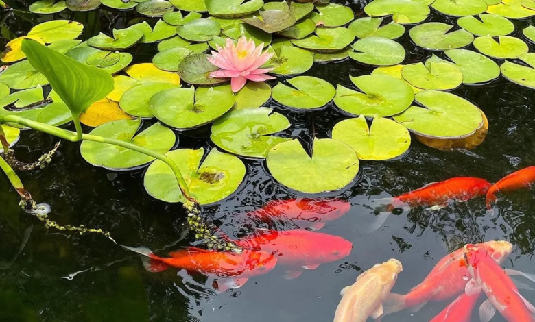 Koi Ponds and Water Gardens: Where Beauty Meets Balance
