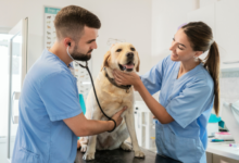 Ensuring Pet Health with Around-the-Clock Veterinary Care