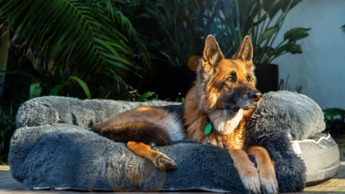 How to Choose the Best Chew Resistant Dog Bed That Lasts