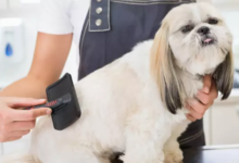 Affordable Pet Grooming: Balancing Cost and Quality