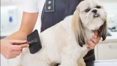Affordable Pet Grooming: Balancing Cost and Quality