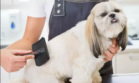 Affordable Pet Grooming: Balancing Cost and Quality
